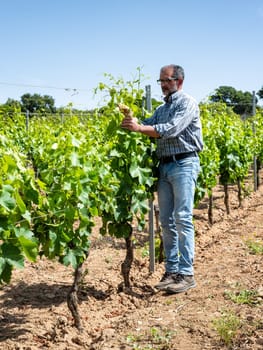 Green pruning of the vineyard. Farmer intertwines the young branches of the vine. Traditional agriculture.