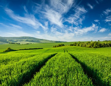 Green fields of Moravia, Czech Republic