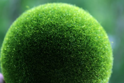 Green grass ball close-up. The concept of ecology. Earth Day..