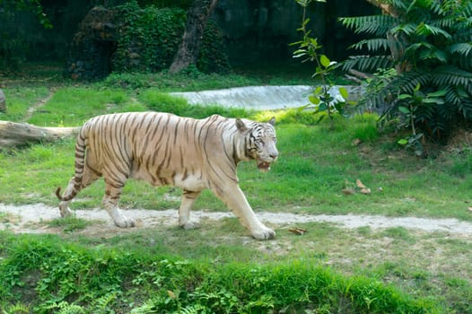 A Bengal Tiger (Panthera tigris tigris) in a zoo. It is among the biggest wild cats alive today.