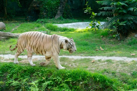 A Bengal Tiger (Panthera tigris tigris) in a zoo. It is among the biggest wild cats alive today.
