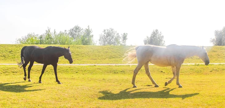 Majestic horses in north German agricultural field nature landscape panorama in Hemmoor Hechthausen Cuxhaven Lower Saxony Germany.