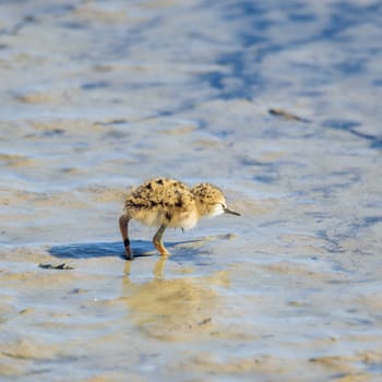 Baby black-winged Stilt Chicks Himantopus himantopus are solitary walking. Is a Shorebird that lives on the banks of the saltwater And in the Salt Evaporation Pond.