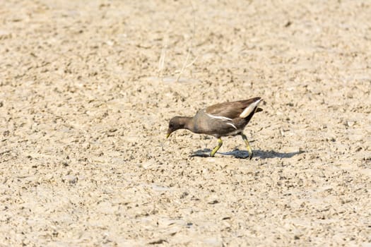 European or common rail, (Rallus aquaticus) in the albufera, Majorca lake, looking for small crustaceans to eat