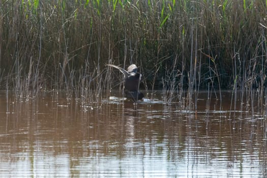 common coot, wild bird in a lake, with reeds and reeds, mating in early spring, natural life, Fulica atra