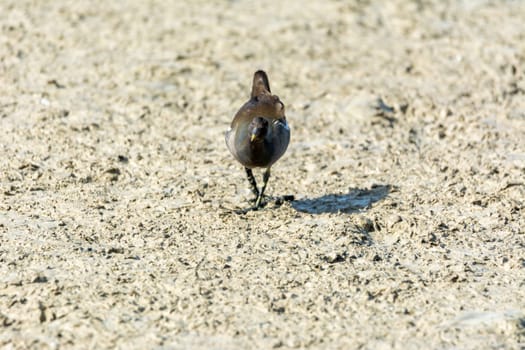 European or common rail, (Rallus aquaticus) in the albufera, Majorca lake, looking for small crustaceans to eat