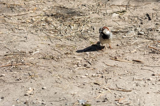 portrait of common sparrow, looking at camera, in the lagoon of mallorca