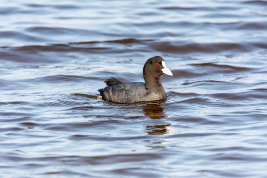 common coot, wild bird in a lake, with reeds and reeds, mating in early spring, natural life, Fulica atra