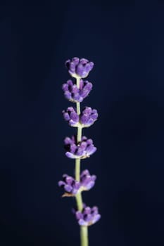 Flower blossom close up lavandula latifolia family lamiaceae botanical background modern high quality big size prints home decoration