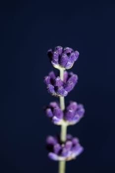 Flower blossom close up lavandula latifolia family lamiaceae botanical background modern high quality big size prints home decoration