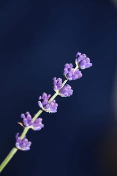 Flower blossom close up lavandula latifolia family lamiaceae botanical background modern high quality big size prints home decoration