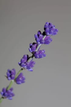 Flower blossom close up lavandula latifolia family lamiaceae botanical background modern high quality big size prints home decoration