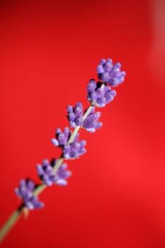 Flower blossom close up lavandula latifolia family lamiaceae botanical background modern high quality big size prints home decoration
