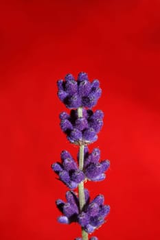 Flower blossom close up lavandula latifolia family lamiaceae botanical background modern high quality big size prints home decoration