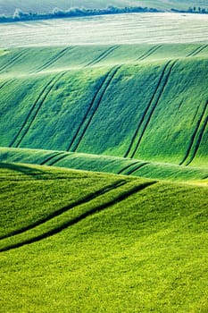 Rolling landscape of green fields in South Moravia, Czech Republic