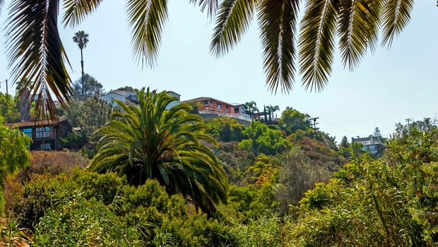 Tropical landscape of San Diego, California,United States.