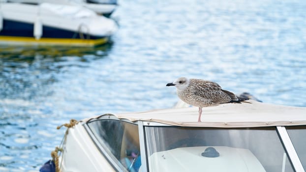 Seagull on the roof of a motorboat in the harbor of the town of Krk in Croatia