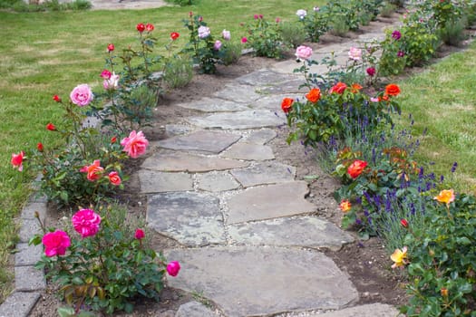 stone paved garden path and flowers - roses and lavender