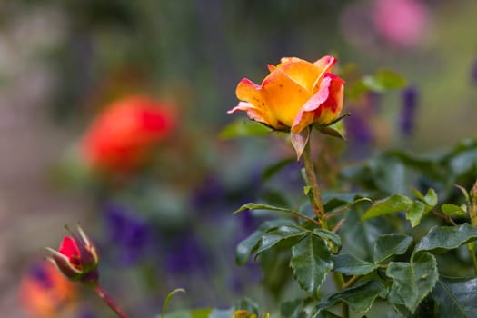 yellow rose in the garden - soft focus - blurred background