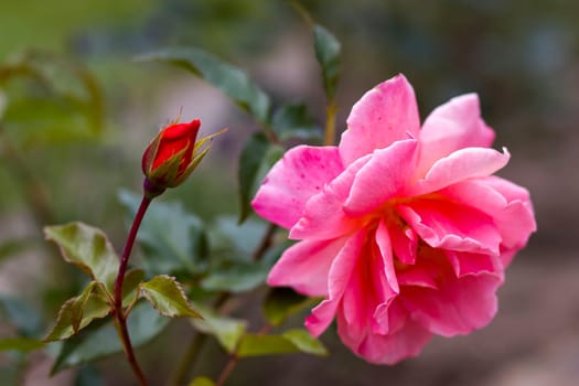 pink rose in the garden - soft focus - blurred background