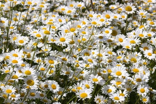 Ox-eye Daisy (Leucanthemum vulgare) in garden - close up