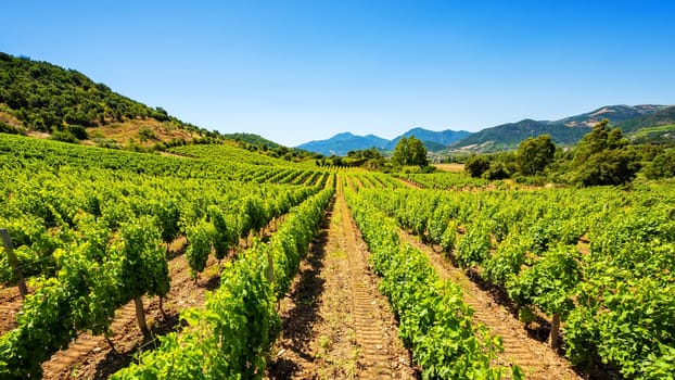 Spring overview of the rows of a of a vineyard in Sardinia, Italy. Traditional agriculture.