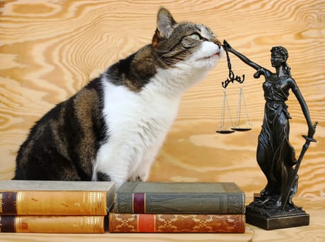 The rights of animals. A cat and a Justitia figure with books on a wooden background
