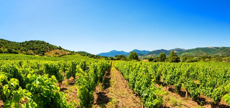 Spring overview of the rows of a of a vineyard in Sardinia, Italy. Traditional agriculture.