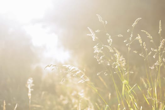 Dried weeds in sunlight Shallow depth of field. End of Summer Atmosphere