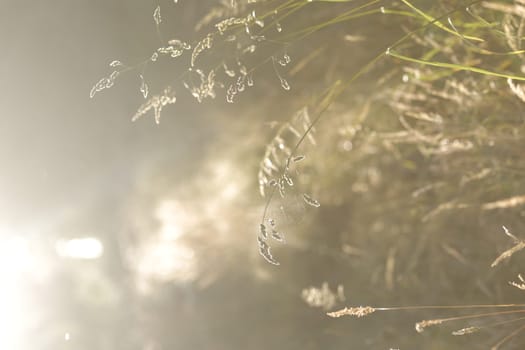 Dried weeds in sunlight Shallow depth of field. End of Summer Atmosphere