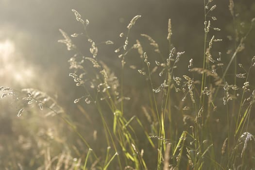 Dried weeds in sunlight Shallow depth of field. End of Summer Atmosphere