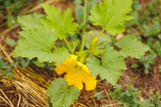 Butternut squash is growing on straw ground