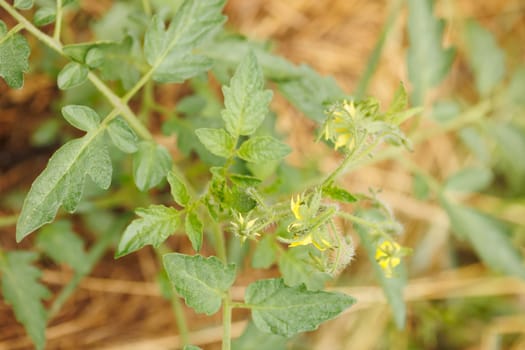 sprouts of tomatoes in permaculture garden with straw
