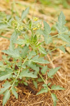 sprouts of tomatoes in permaculture garden with straw