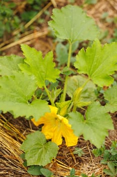 sprouts of tomatoes in permaculture garden with straw