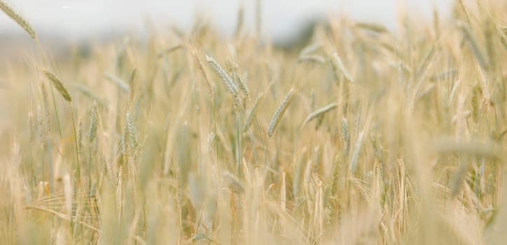 Spikes of ripe rye in sun close-up with soft focus. Ears of golden wheat. Beautiful cereals field in nature