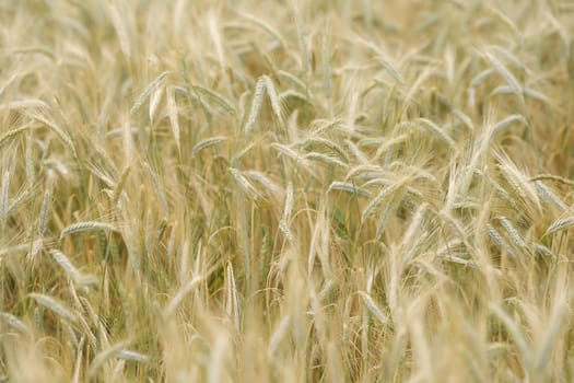 Spikes of ripe rye in sun close-up with soft focus. Ears of golden wheat. Beautiful cereals field in nature