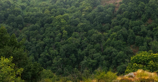 Panoramic Forest countryside in Aveyron France