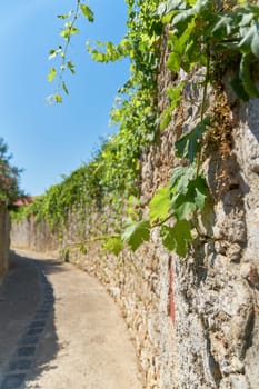 lonely old alley past gardens with vines in the old town of Krk in Croatia