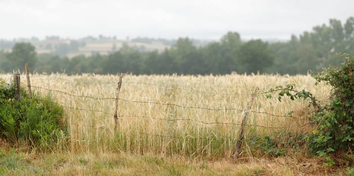 Golden panoramic wheat field in closeup