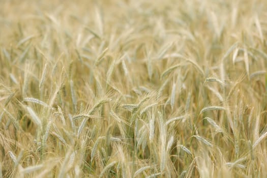 Golden wheat field in closeup sunny day