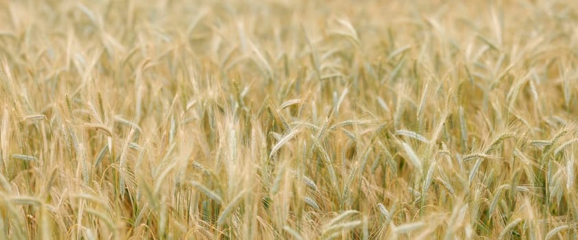 Golden panoramic wheat field in closeup