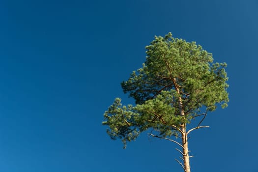 Green pine on a background of the blue sky, sunny day