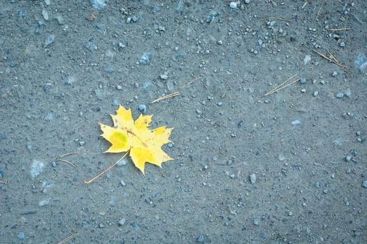 Yellow single maple leaf lying on the ground