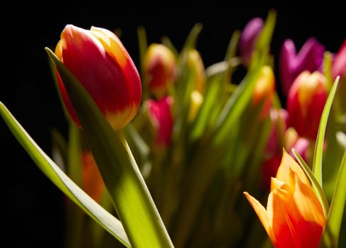 Bunch of fresh blooming tulips with green leaves and tender colorful petals in room with ray of lights on black background