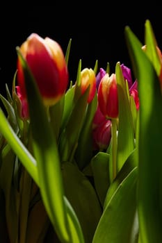 Bunch of vivid tulips with colorful tender petals and green leaves placed in room on black background during blooming season
