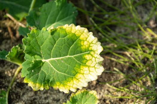 A plant in the forest with a green-white leaf, October sunny day