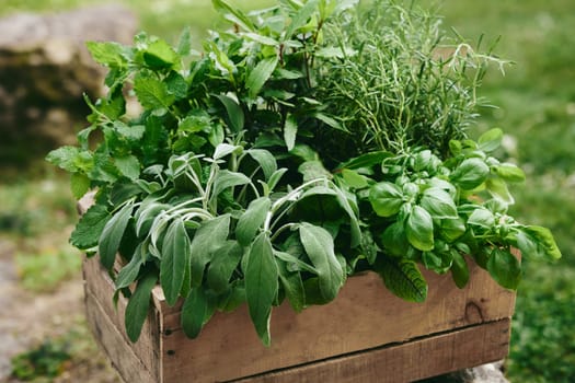 Collected assorted fresh greens in wooden box placed on grassy lawn in rural area on summer day during harvesting season