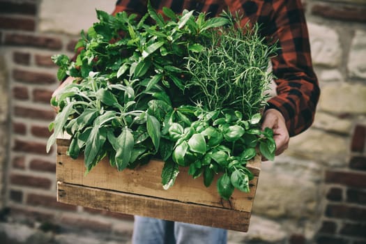 Crop anonymous farmer with box full of fresh picked herbs standing near brick wall of shabby building in rural area