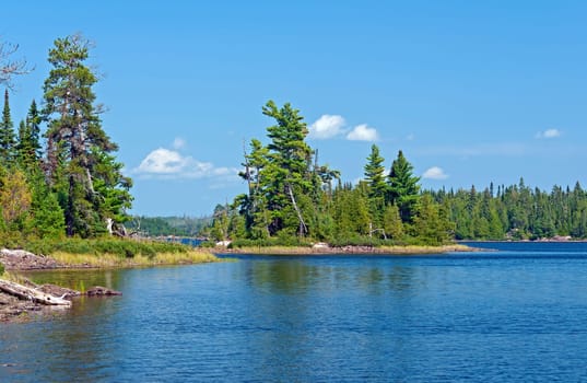 Majestic White Pines in the Wilds of Canada on Saganagons Lake Near the Falls Chain in Quetico Provincial Park in Ontario